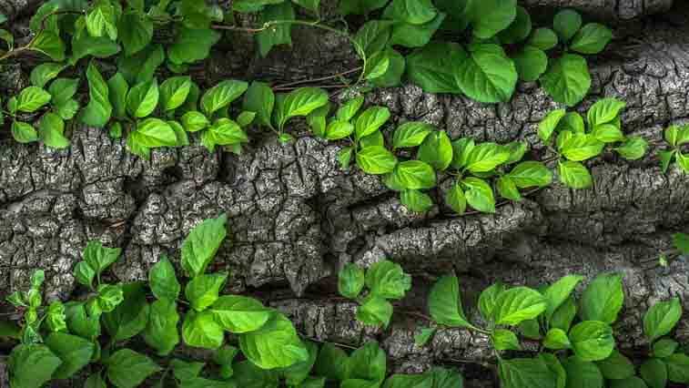 blog beispielbild gruen